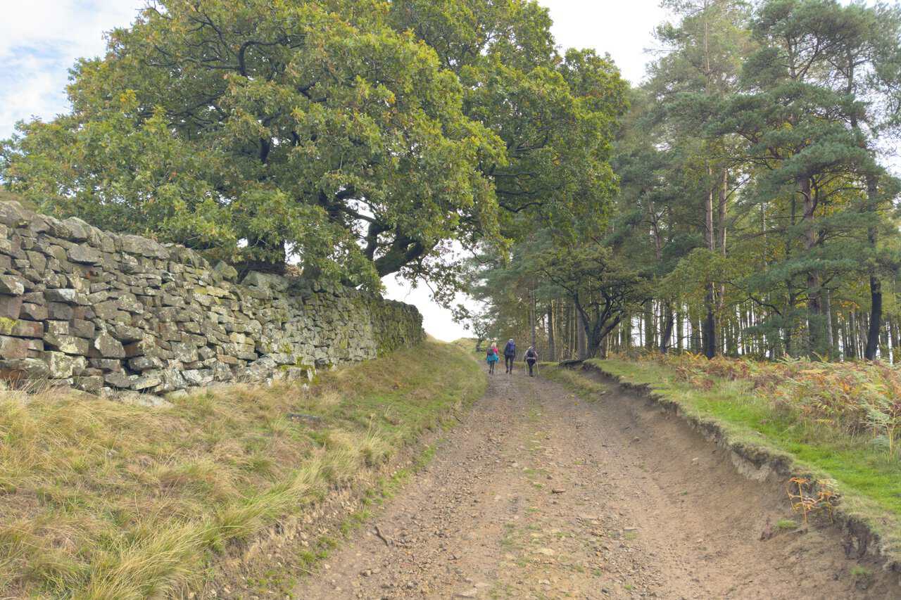 Three walkers on a broad, stony track past Quarry Wood on the Ramsgill walk, with an oak tree and tall pines lining the way.