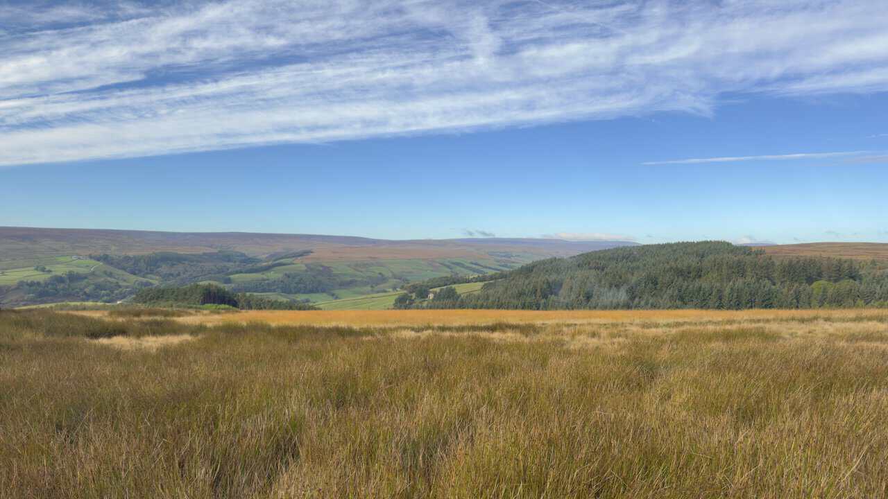 Golden moor grass in the foreground, with a conifer plantation, green fields and moorland on the far side of the valley.