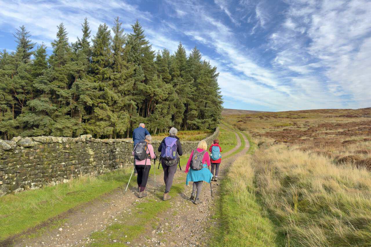 Walkers on the Ramsgill walk following a track beside a dry-stone wall and a conifer plantation, with heather moorland to the right.