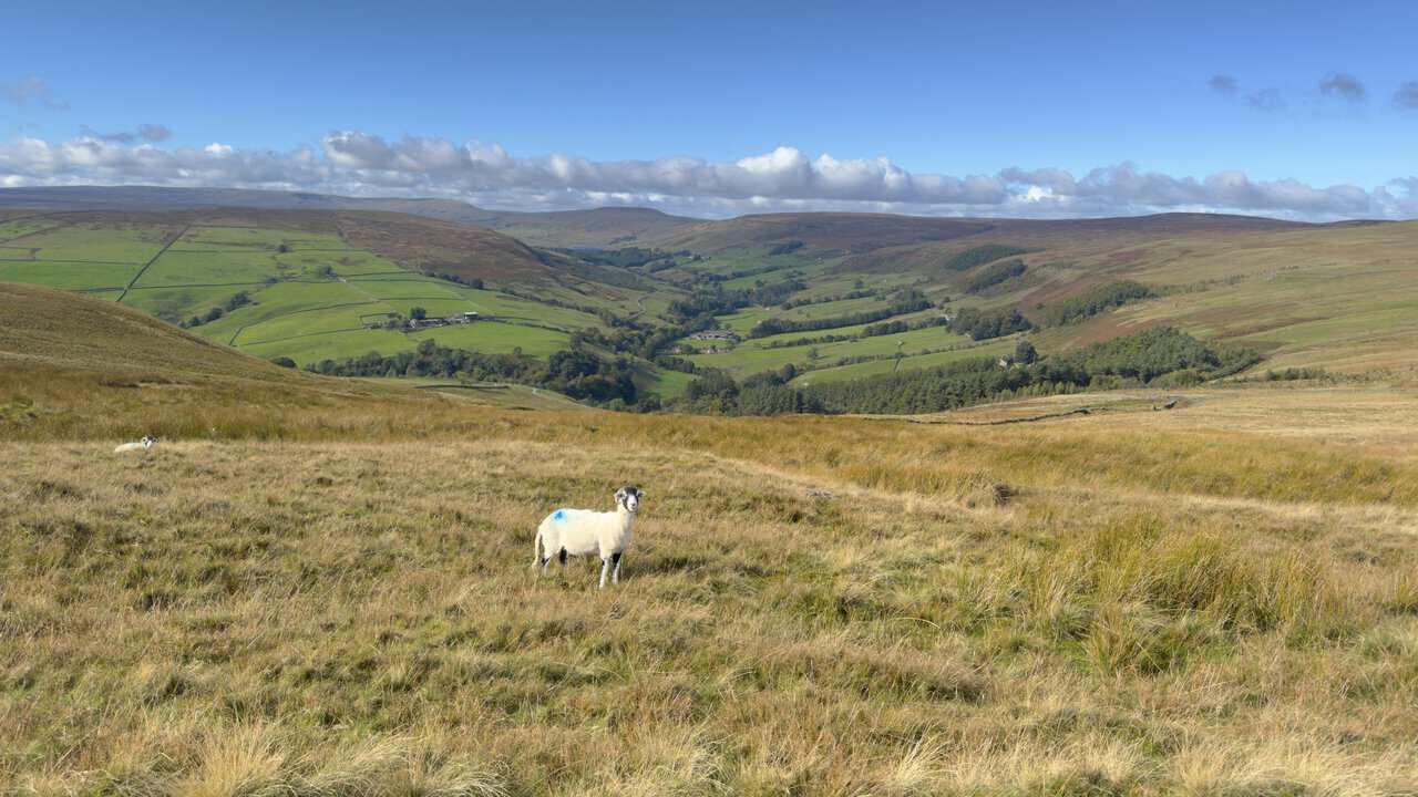 A sheep with a blue-marked fleece standing in moor grass, with Little Whernside and Great Whernside at the head of the valley beyond.