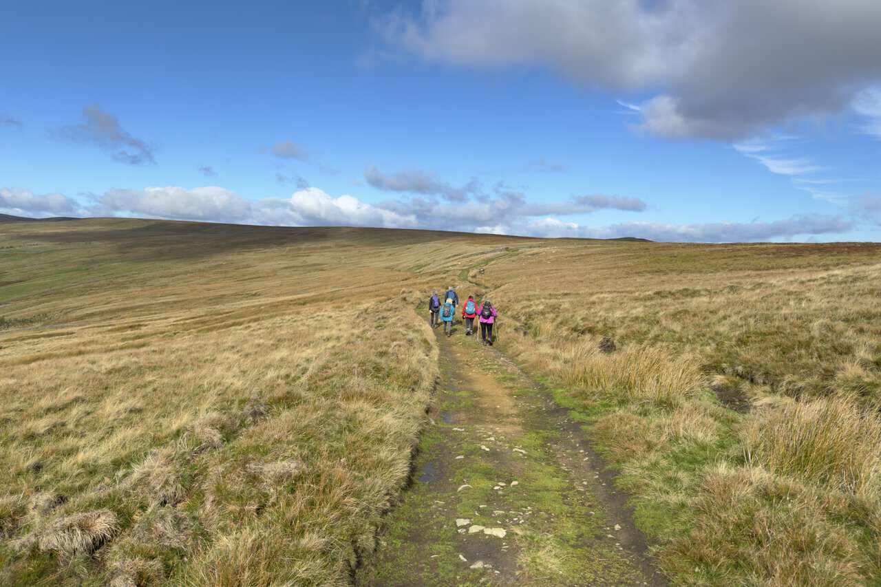 Five walkers heading north across Lofthouse Moor on the Ramsgill walk, following a narrow track through wide, open moorland.