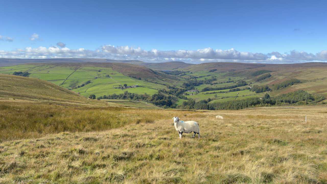 A sheep in moor grass overlooking upper Nidderdale, with the dam of Scar House Reservoir faintly visible in the far distance.