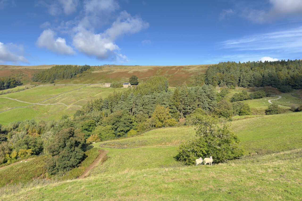 Two sheep beside a small tree on a grassy hillside, with woodland, stone farm buildings and moorland above.