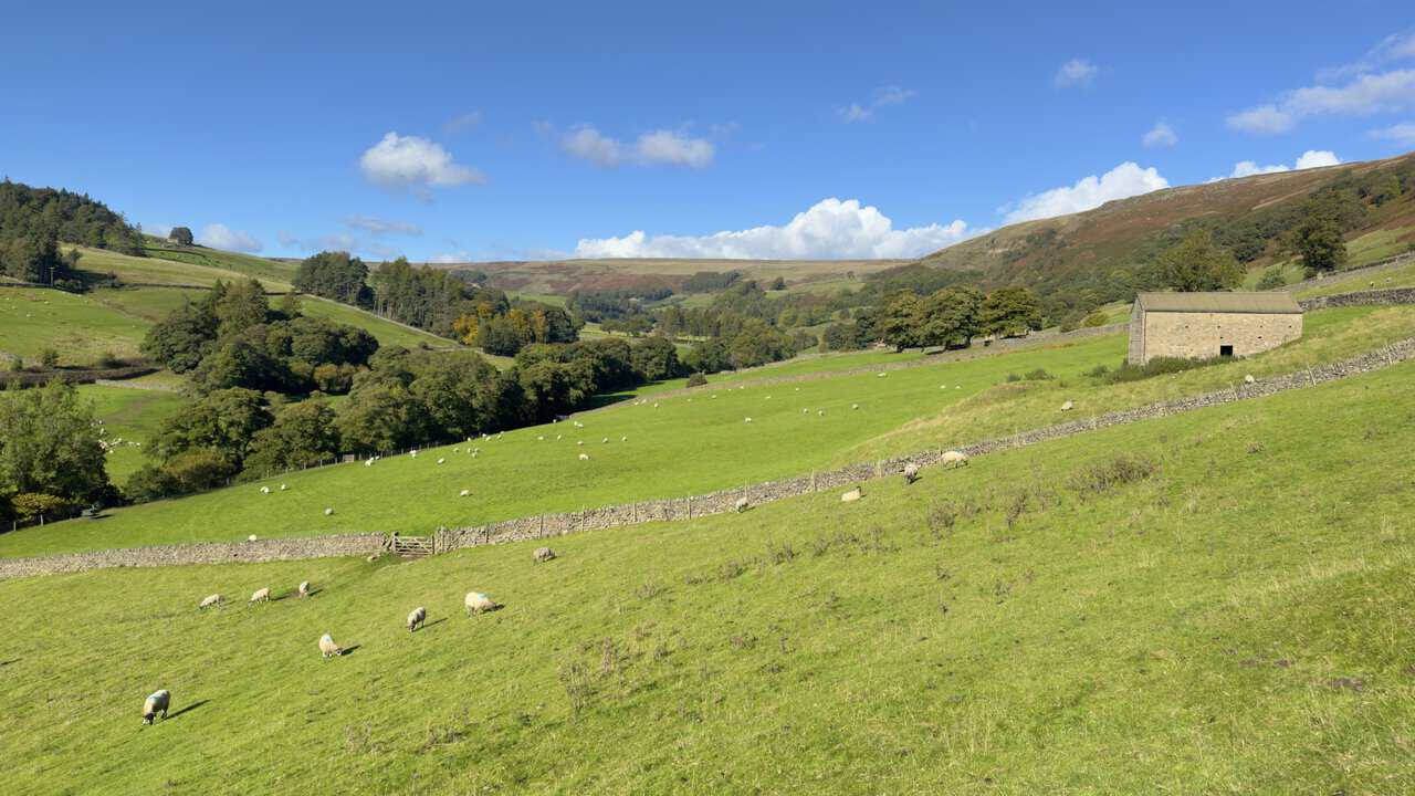 Sheep grazing beside the Nidderdale Way on the Ramsgill walk, with dry-stone walls, a stone field barn and moorland beyond.